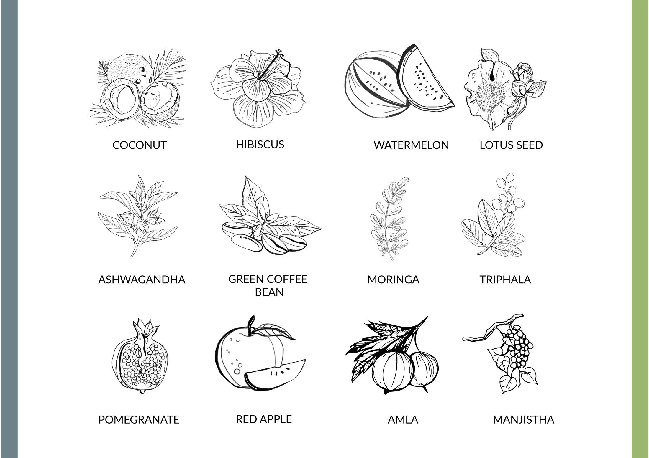 Botanical line drawings of coconut, hibiscus, watermelon and other ingredients